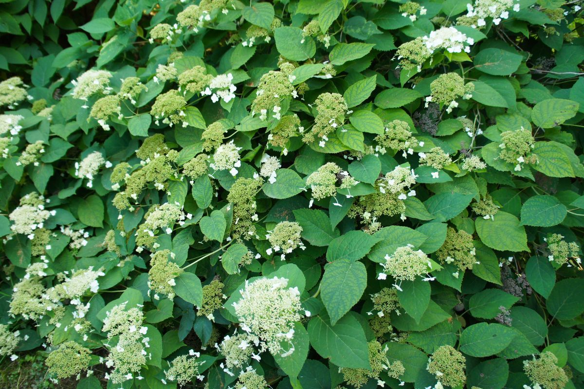 Hydrangea anomala.jpg